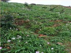 常宁市大义山省级自然?；で笊礁绰坦こ? title=